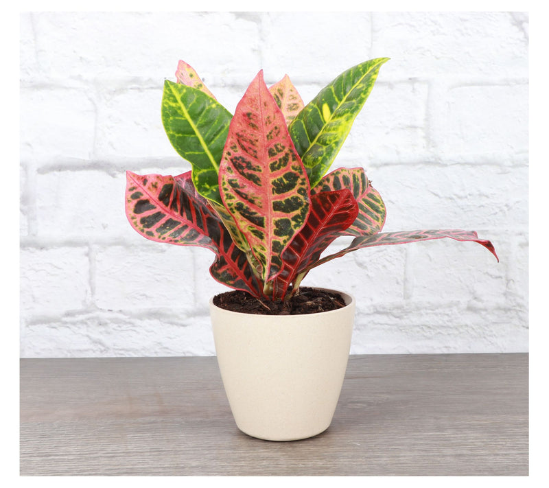 Thorsen's Greenhouse Live 4" Petra Croton in Biodegradable Pot — View 6