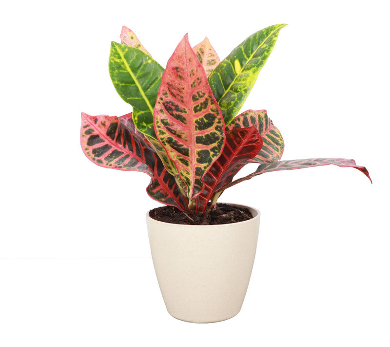 Thorsen's Greenhouse Live 4" Petra Croton in Biodegradable Pot — View 3