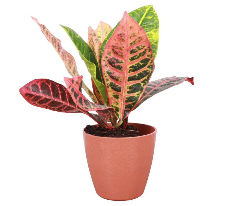 Thorsen's Greenhouse Live 4" Petra Croton in Biodegradable Pot — View 5