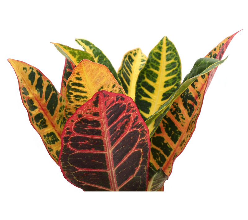 Thorsen's Greenhouse Live 4" Petra Croton in Biodegradable Pot — View 7