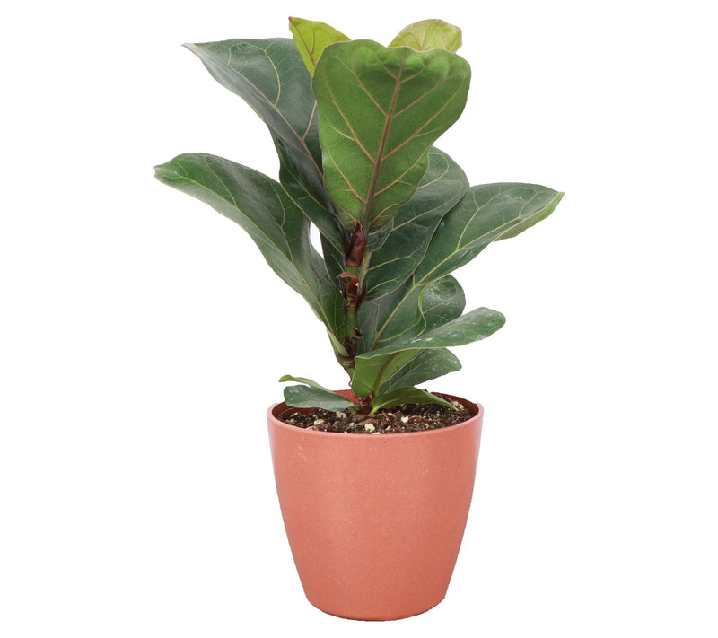 Thorsen's Greenhouse 4" Fiddle Leaf Fig, Biodegradable Pot — View 5