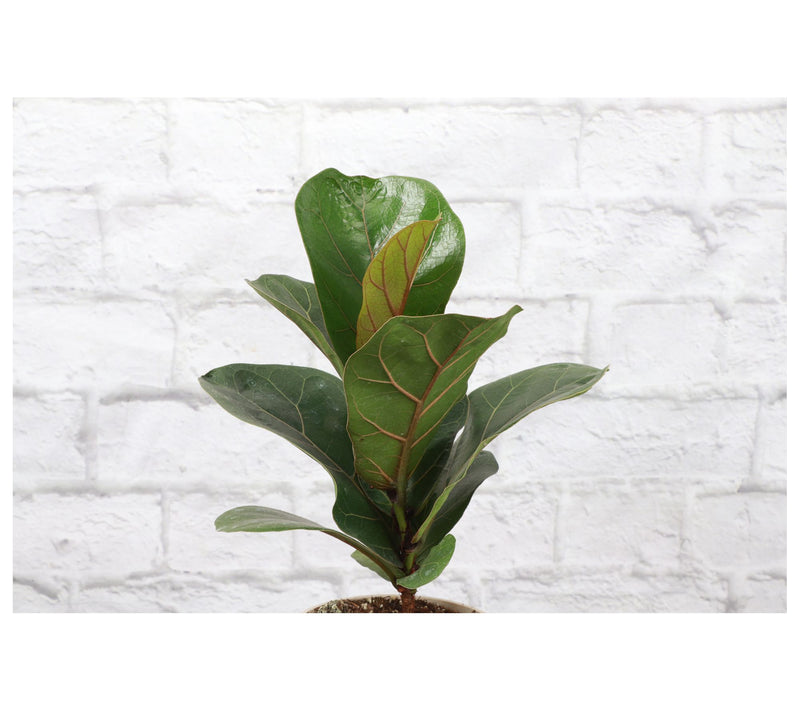 Thorsen's Greenhouse 4" Fiddle Leaf Fig, Biodegradable Pot — View 9