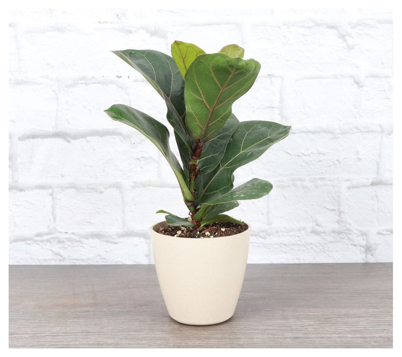 Thorsen's Greenhouse 4" Fiddle Leaf Fig, Biodegradable Pot — View 6