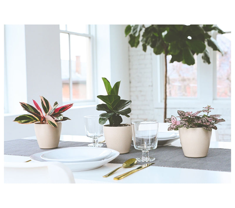 Thorsen's Greenhouse 4" Fiddle Leaf Fig, Biodegradable Pot — View 8