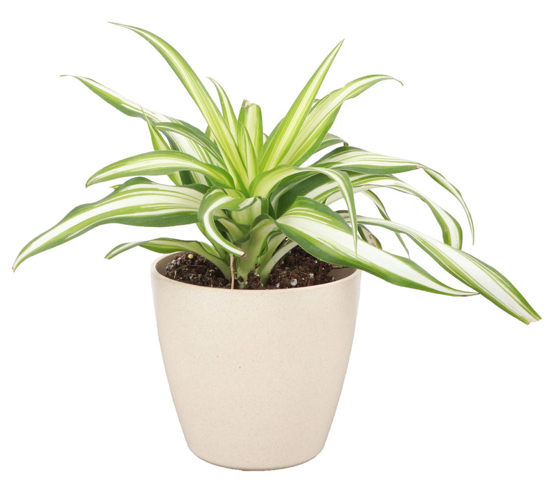 Thorsen's Greenhouse Live 4" Spider Plant in Biodegradable Pot — View 3