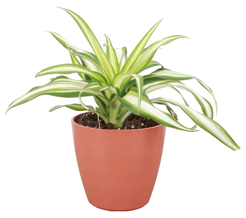 Thorsen's Greenhouse Live 4" Spider Plant in Biodegradable Pot — View 5