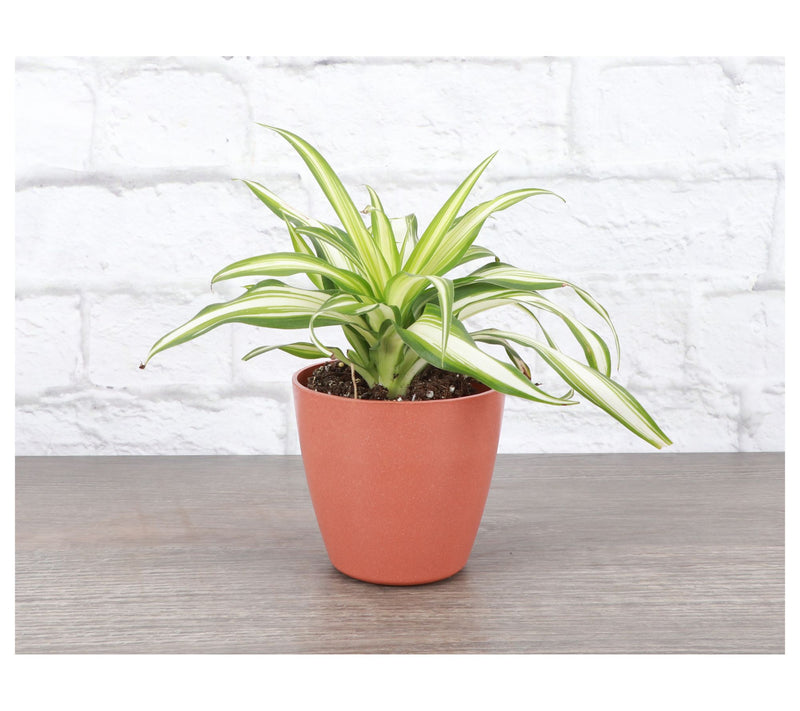 Thorsen's Greenhouse Live 4" Spider Plant in Biodegradable Pot — View 6