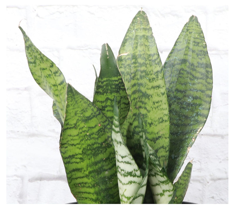 Thorsen's Greenhouse 6" Zeylancia Snake Plant, Classic Pot — View 5