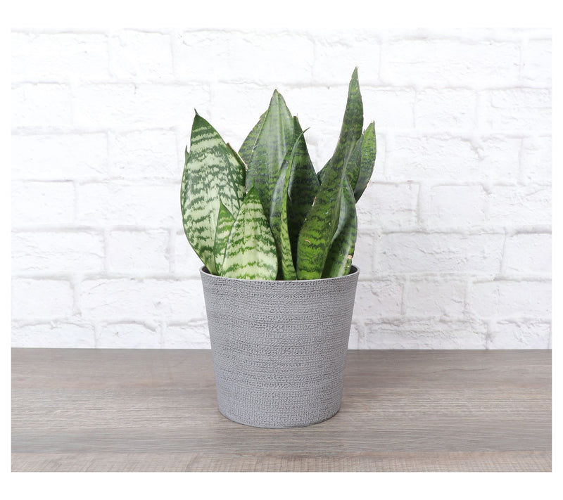 Thorsen's Greenhouse 6" Zeylancia Snake Plant, Classic Pot — View 4