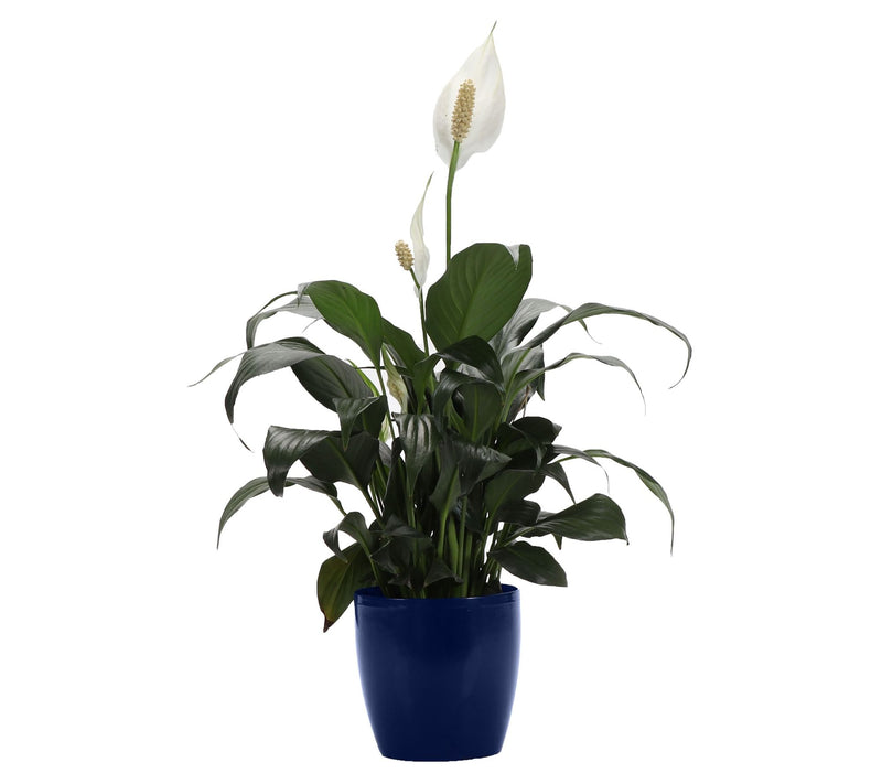 Thorsen's Greenhouse Live 4" Peace Lily in Classic Pot — View 3