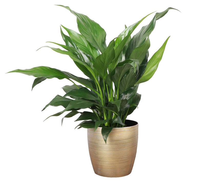 Thorsen's Greenhouse Live 4" Peace Lily in Classic Pot — View 7