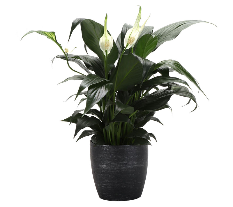 Thorsen's Greenhouse Live 4" Peace Lily in Classic Pot — View 9