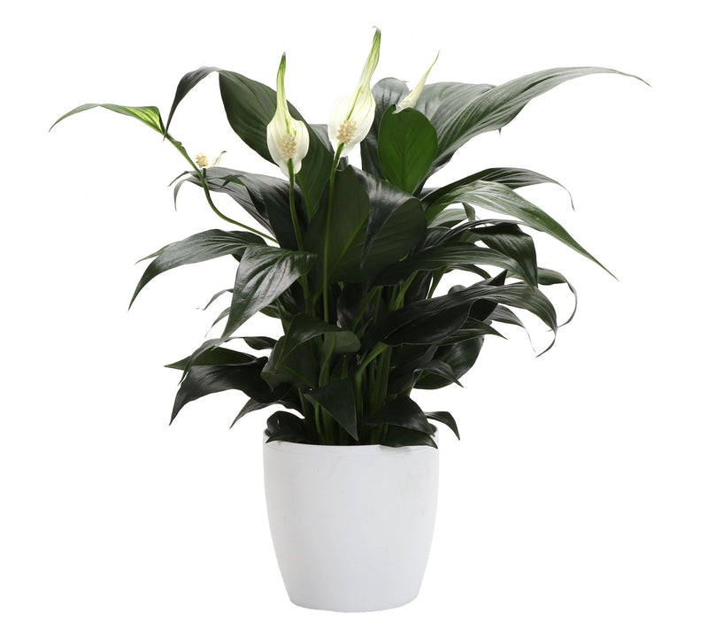 Thorsen's Greenhouse Live 4" Peace Lily in Classic Pot — View 11