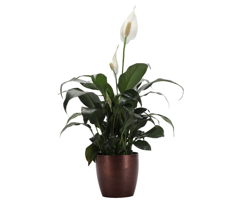 Thorsen's Greenhouse Live 4" Peace Lily in Classic Pot — View 5