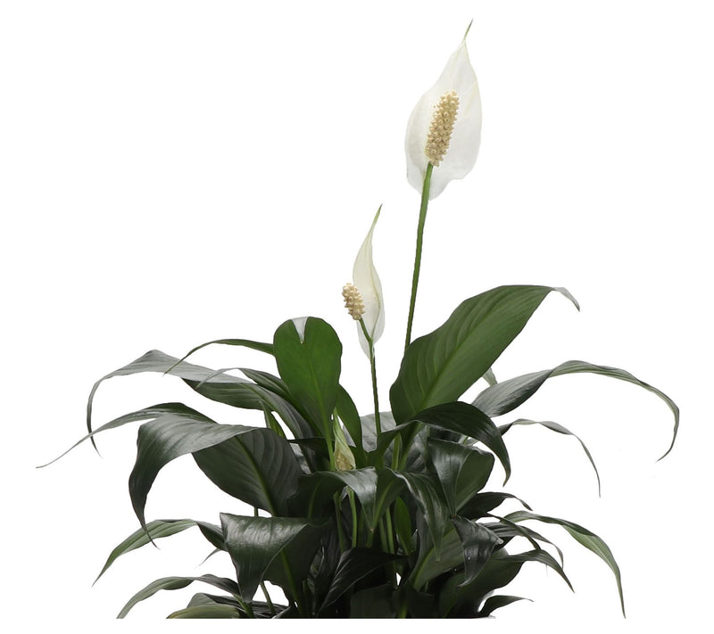 Thorsen's Greenhouse Live 4" Peace Lily in Classic Pot — View 13