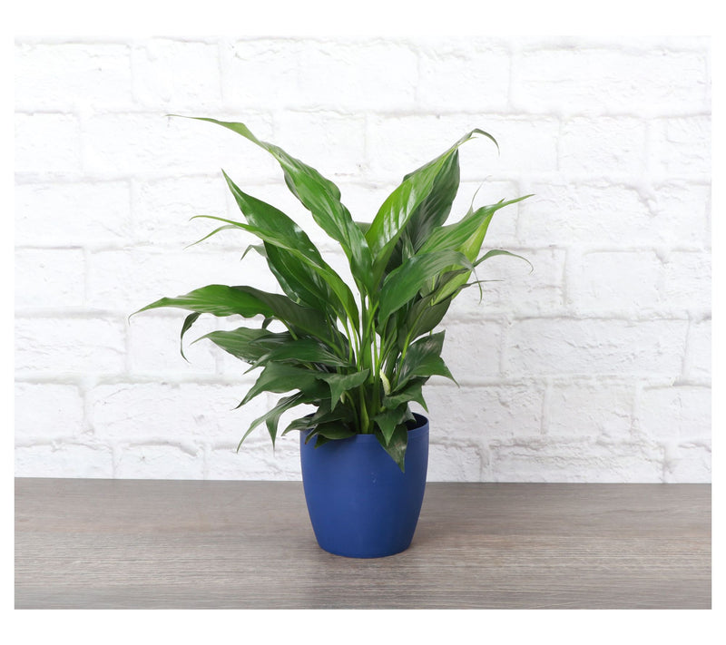 Thorsen's Greenhouse Live 4" Peace Lily in Classic Pot — View 12