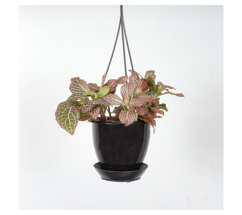 Thorsen's Greenhouse Live 4" Pink Fittonia, Hanging Pot — View 5