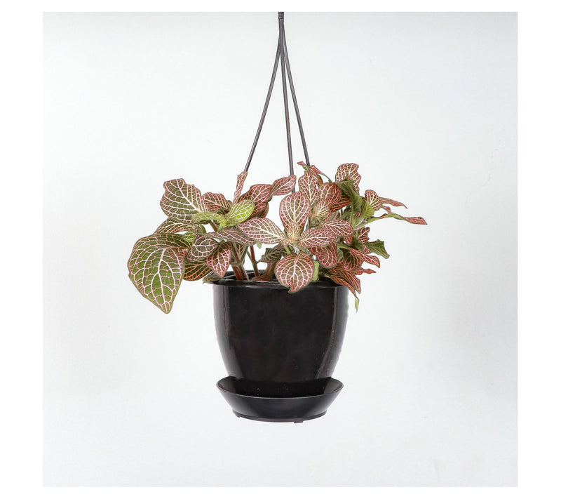 Thorsen's Greenhouse Live 4" Pink Fittonia, Hanging Pot — Main view