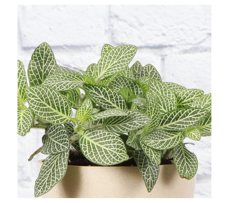 Thorsen's Greenhouse Live 4" White Fittonia, EcPot — View 8