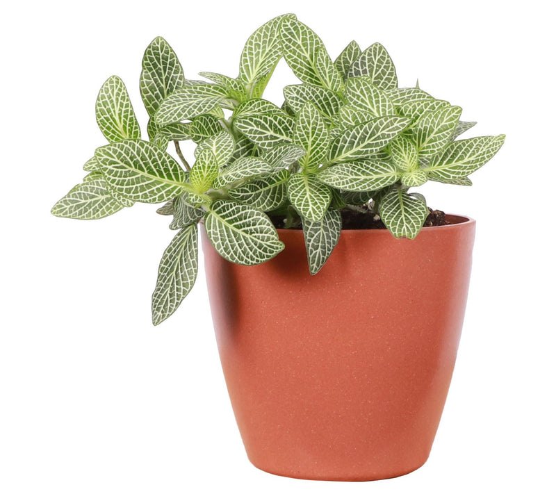 Thorsen's Greenhouse Live 4" White Fittonia, EcPot — View 5