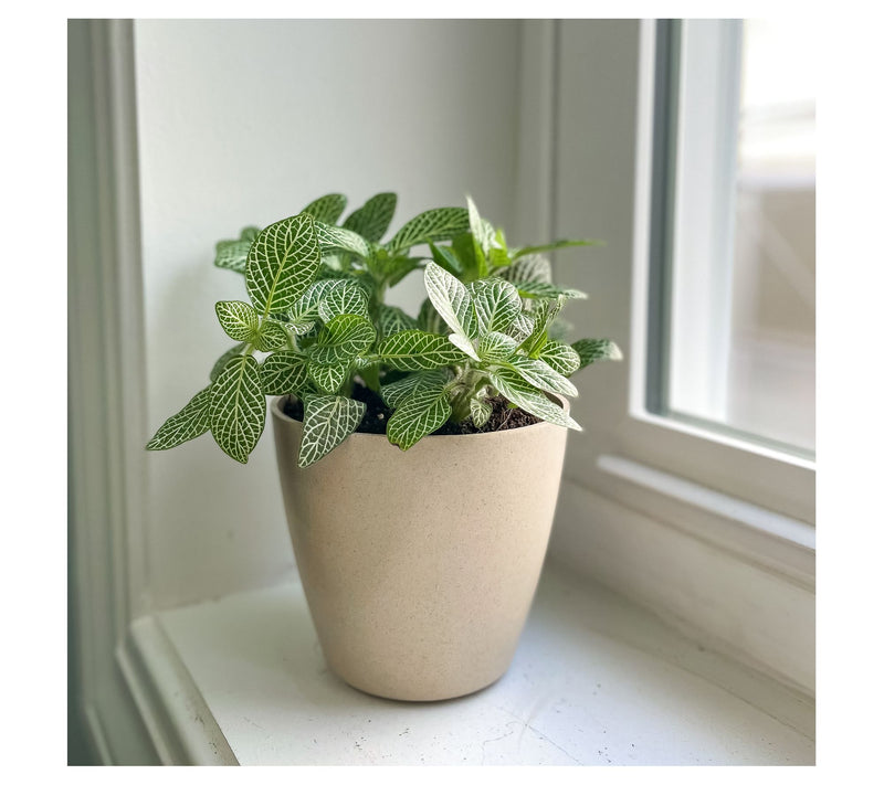 Thorsen's Greenhouse Live 4" White Fittonia, EcPot — View 6