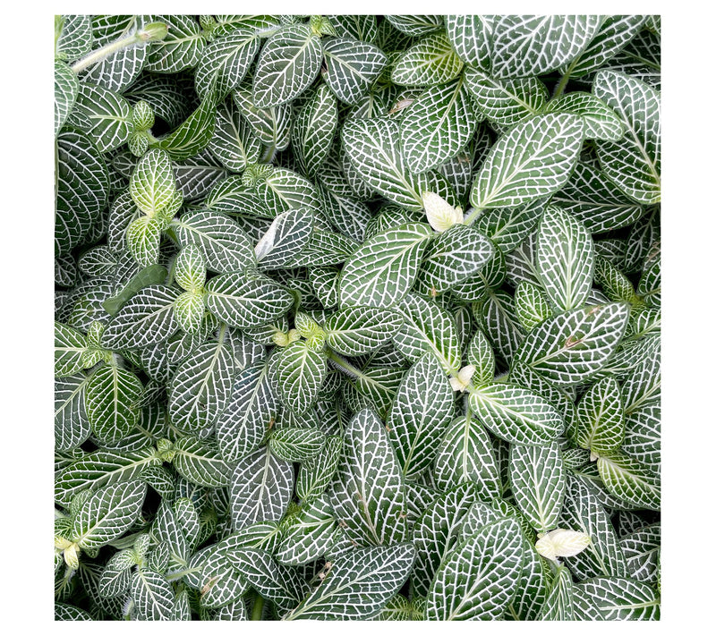 Thorsen's Greenhouse Live 4" White Fittonia, EcPot — View 9