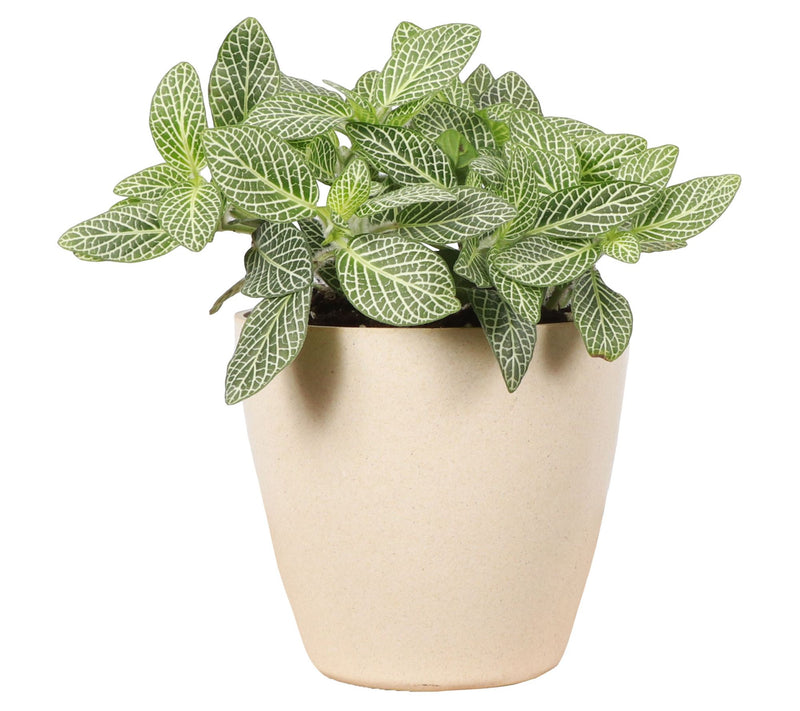 Thorsen's Greenhouse Live 4" White Fittonia, EcPot — Main view