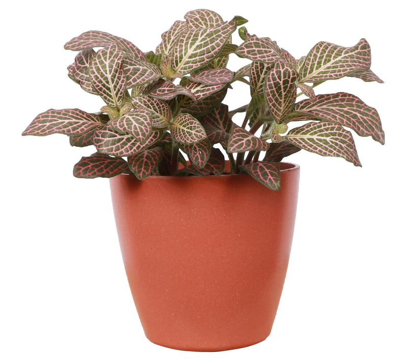 Thorsen's Greenhouse Live 4" Pink Fittonia, Eco Pot — View 5