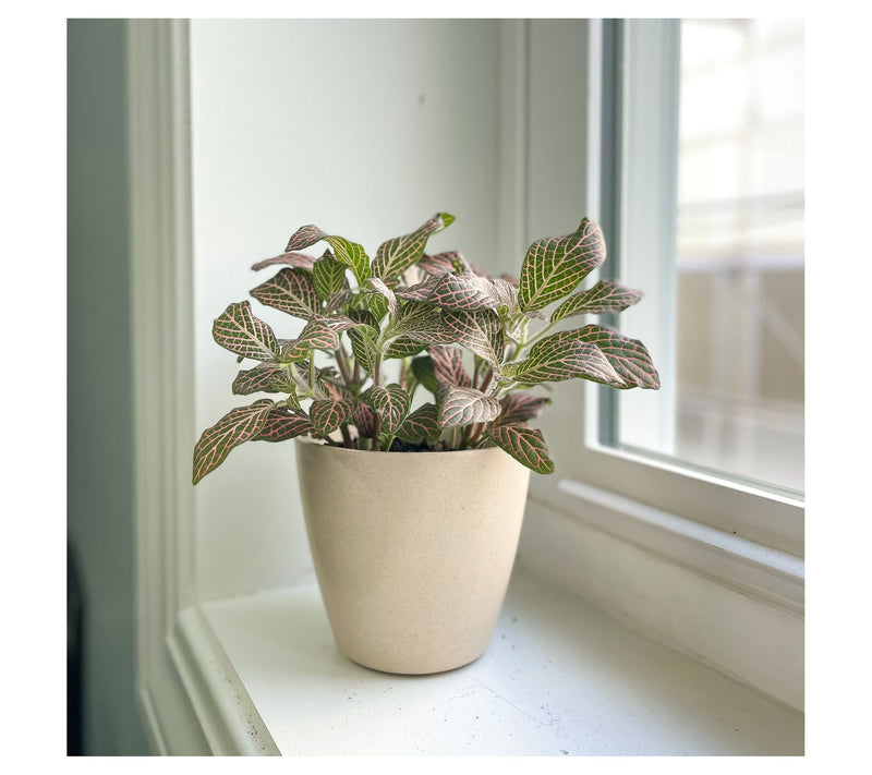 Thorsen's Greenhouse Live 4" Pink Fittonia, Eco Pot — View 6