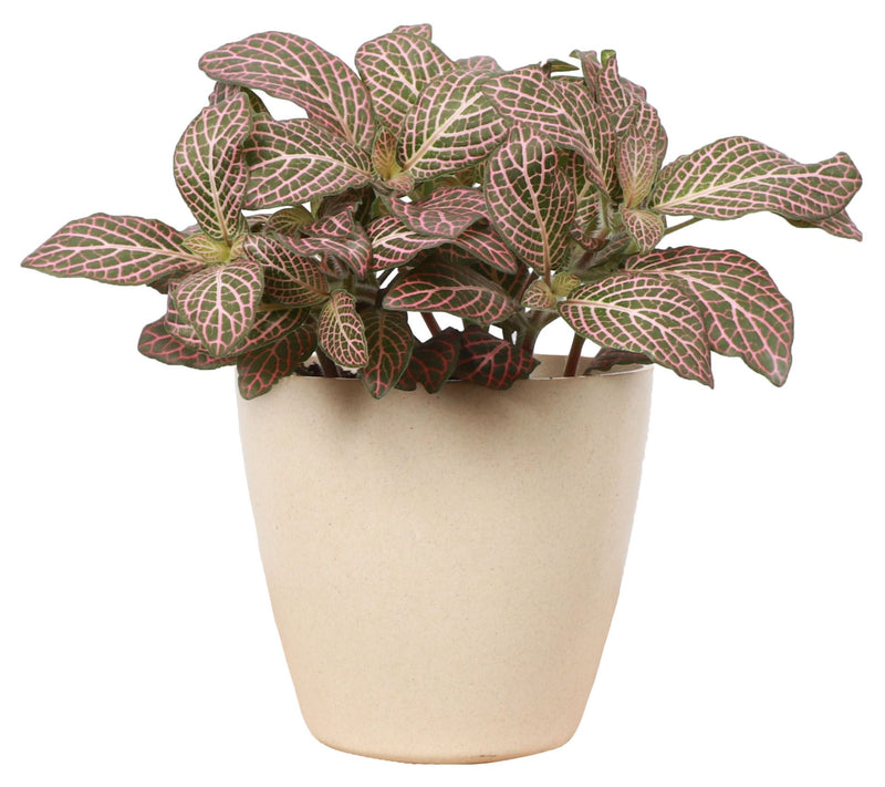 Thorsen's Greenhouse Live 4" Pink Fittonia, Eco Pot — Main view