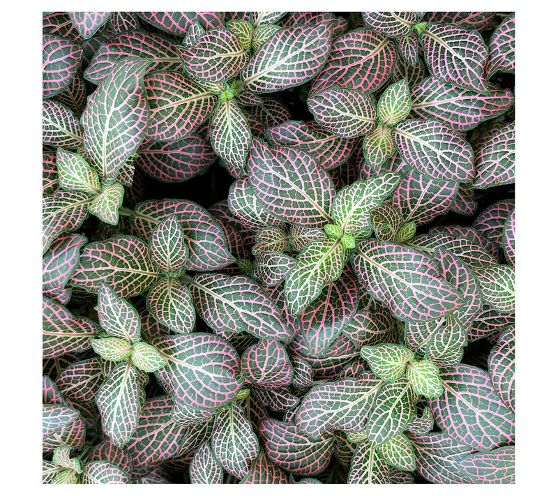 Thorsen's Greenhouse Live 4" Pink Fittonia, Classic Pot — View 14