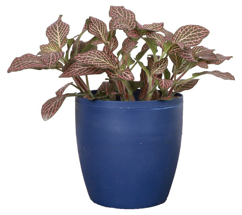 Thorsen's Greenhouse Live 4" Pink Fittonia, Classic Pot — View 3