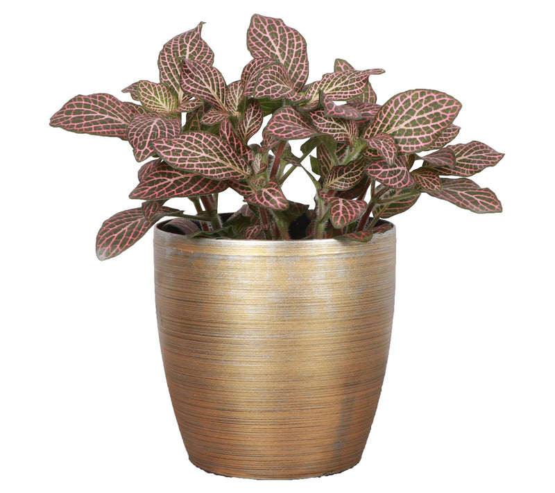 Thorsen's Greenhouse Live 4" Pink Fittonia, Classic Pot — View 7