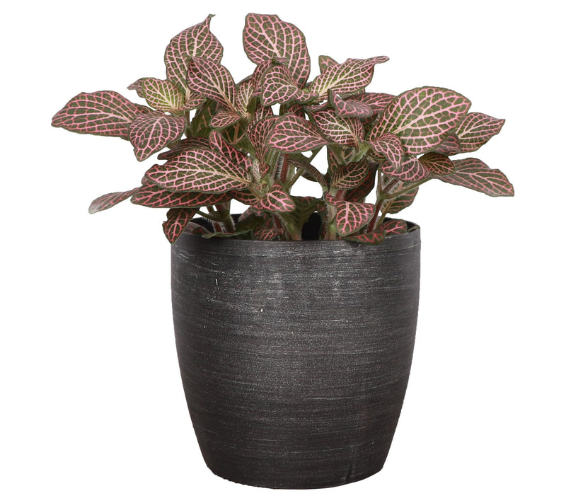 Thorsen's Greenhouse Live 4" Pink Fittonia, Classic Pot — View 9