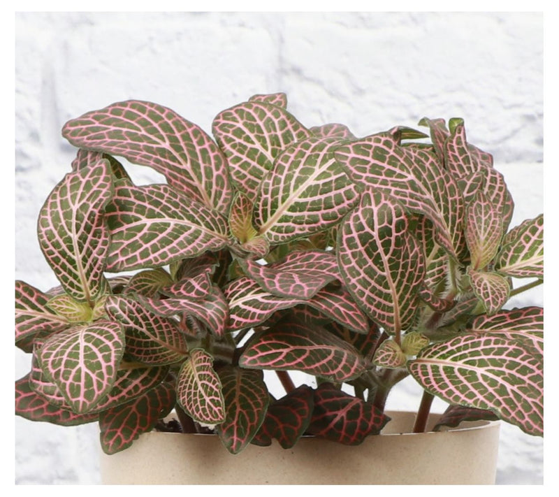 Thorsen's Greenhouse Live 4" Pink Fittonia, Classic Pot — View 13