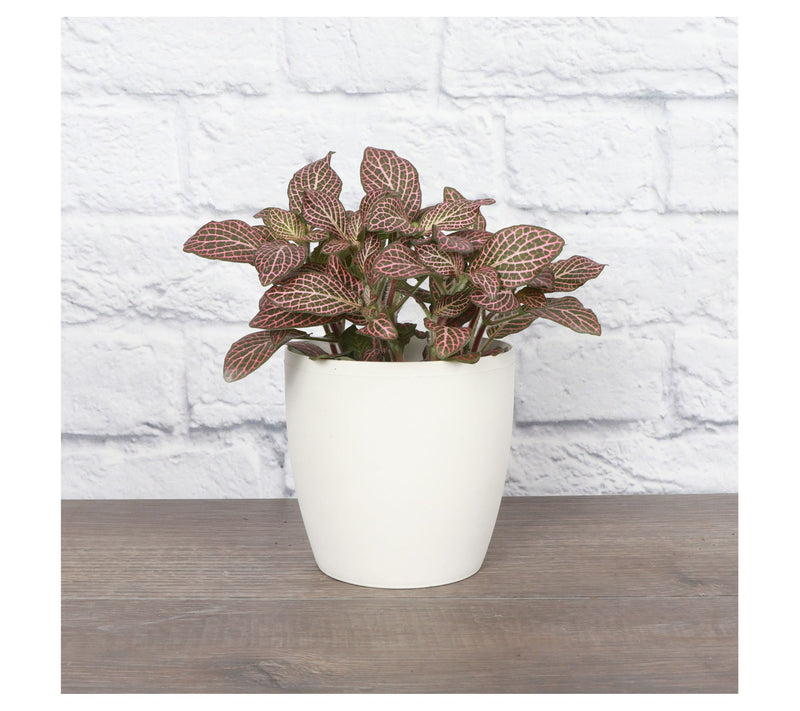 Thorsen's Greenhouse Live 4" Pink Fittonia, Classic Pot — View 12