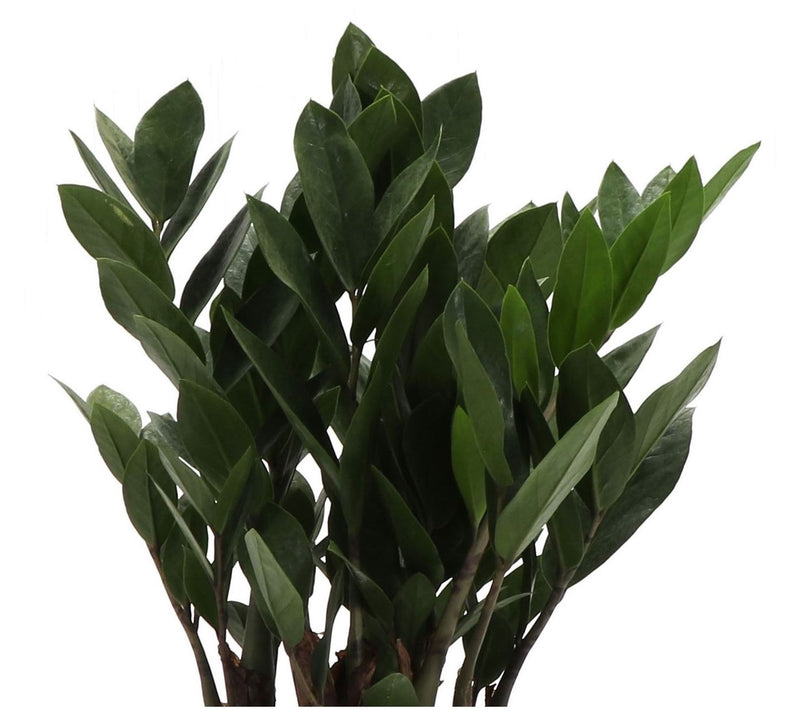 Thorsen's Greenhouse Live 6" ZZ Plant in Classic Pot — View 4