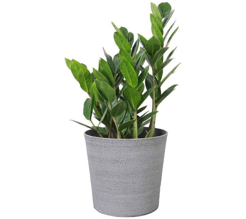 Thorsen's Greenhouse Live 6" ZZ Plant in Classic Pot — View 3