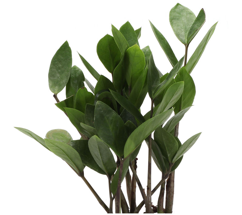 Thorsen's Greenhouse Live 4" ZZ Plant in Classic Pot — View 12