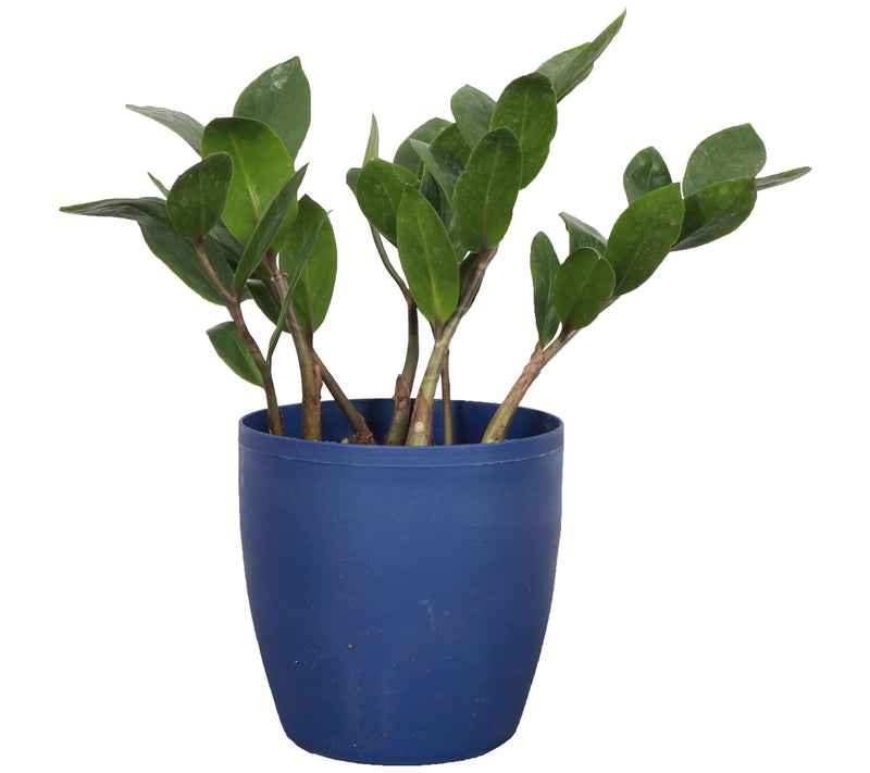 Thorsen's Greenhouse Live 4" ZZ Plant in Classic Pot — View 3