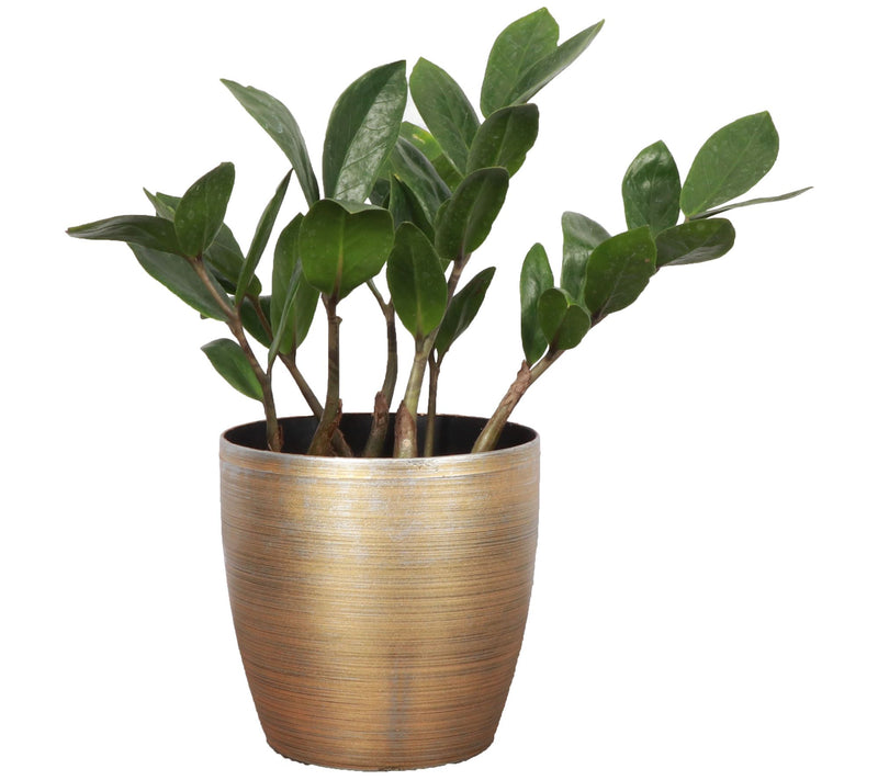 Thorsen's Greenhouse Live 4" ZZ Plant in Classic Pot — View 7