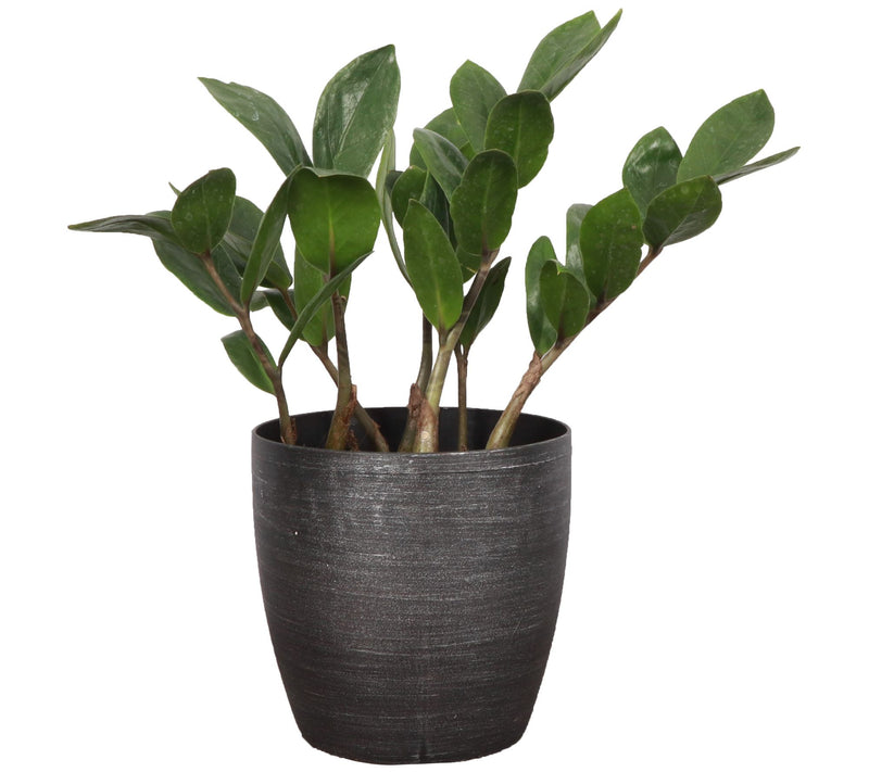 Thorsen's Greenhouse Live 4" ZZ Plant in Classic Pot — View 9