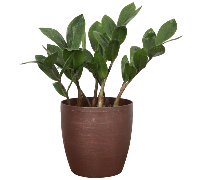 Thorsen's Greenhouse Live 4" ZZ Plant in Classic Pot — View 5