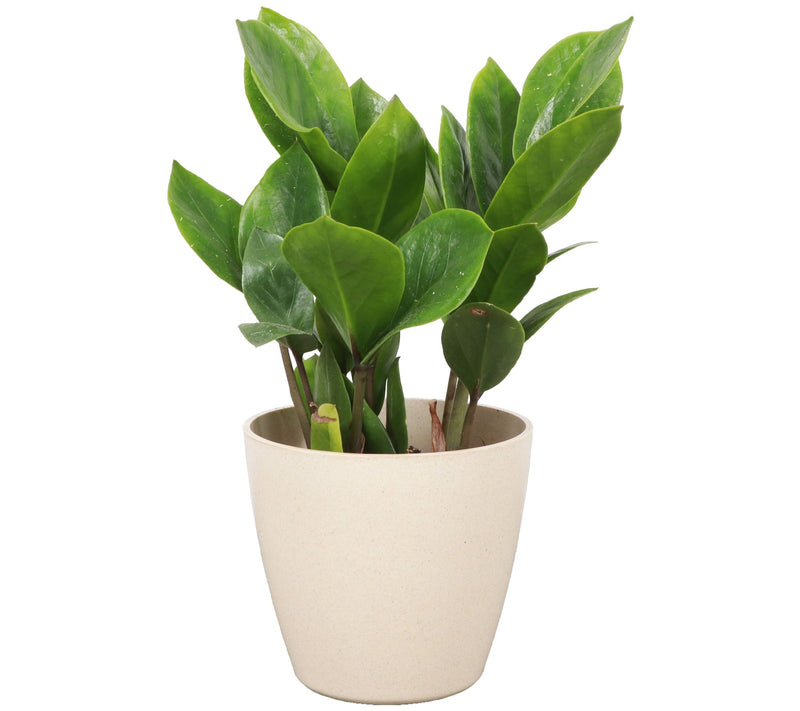 Thorsen's Greenhouse Live 4" ZZ Plant in Biodegradable Pot — Main view