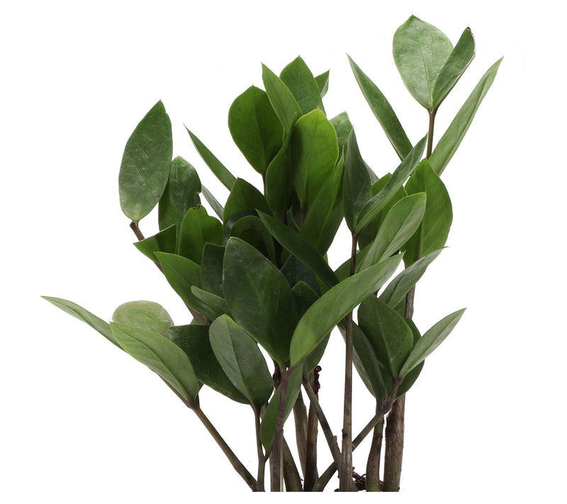 Thorsen's Greenhouse Live 4" ZZ Plant in Biodegradable Pot — View 7