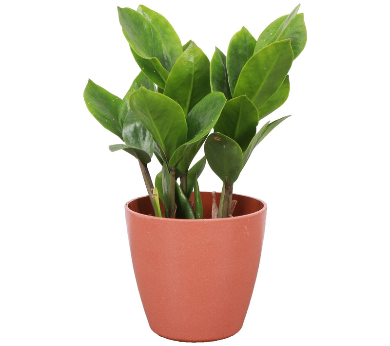 Thorsen's Greenhouse Live 4" ZZ Plant in Biodegradable Pot — View 5