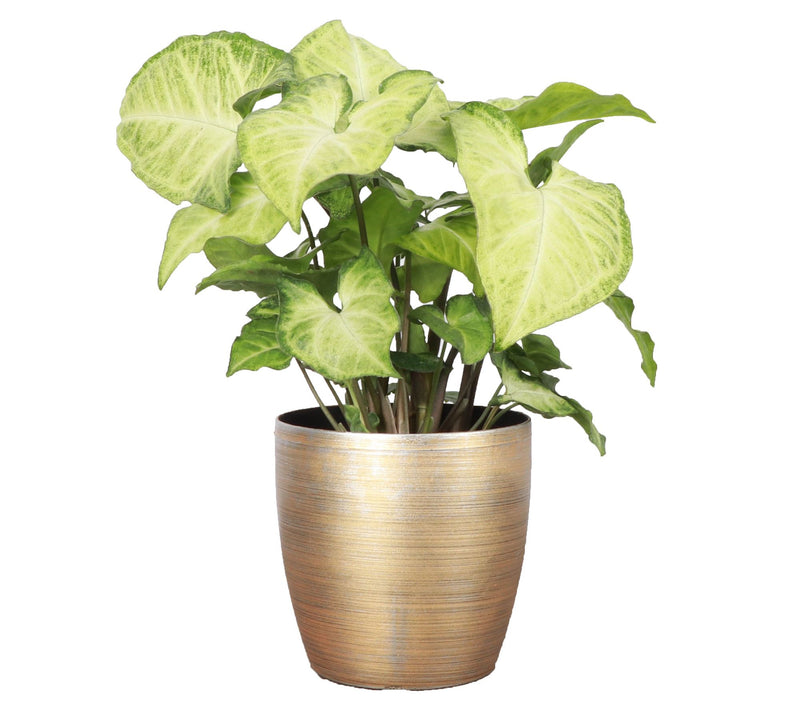 Thorsen's Greenhouse Live 4" White Butterfly in Classic Pot — View 7