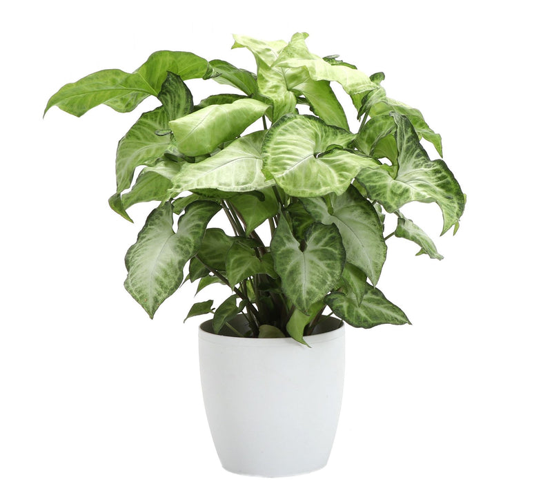 Thorsen's Greenhouse Live 4" White Butterfly in Classic Pot — View 11