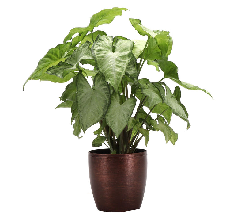 Thorsen's Greenhouse Live 4" White Butterfly in Classic Pot — View 5