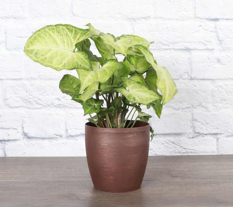 Thorsen's Greenhouse Live 4" White Butterfly in Classic Pot — View 12